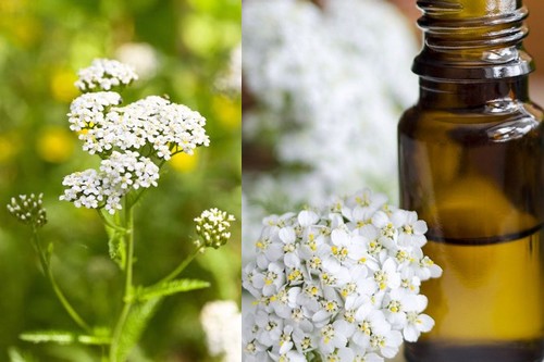 Health Benefits of Yarrow Essential Oil