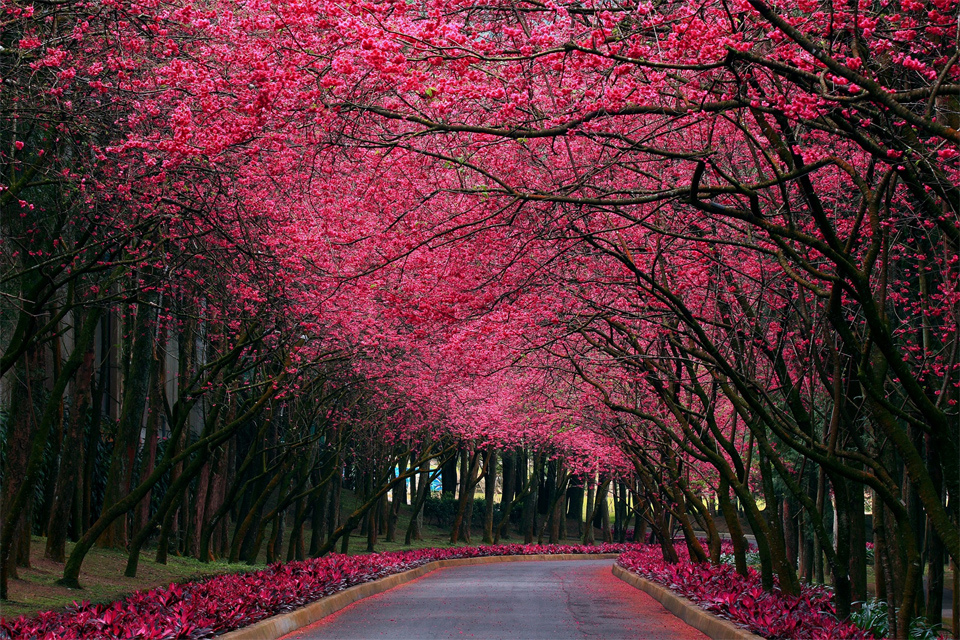Beautiful cherry blossom road