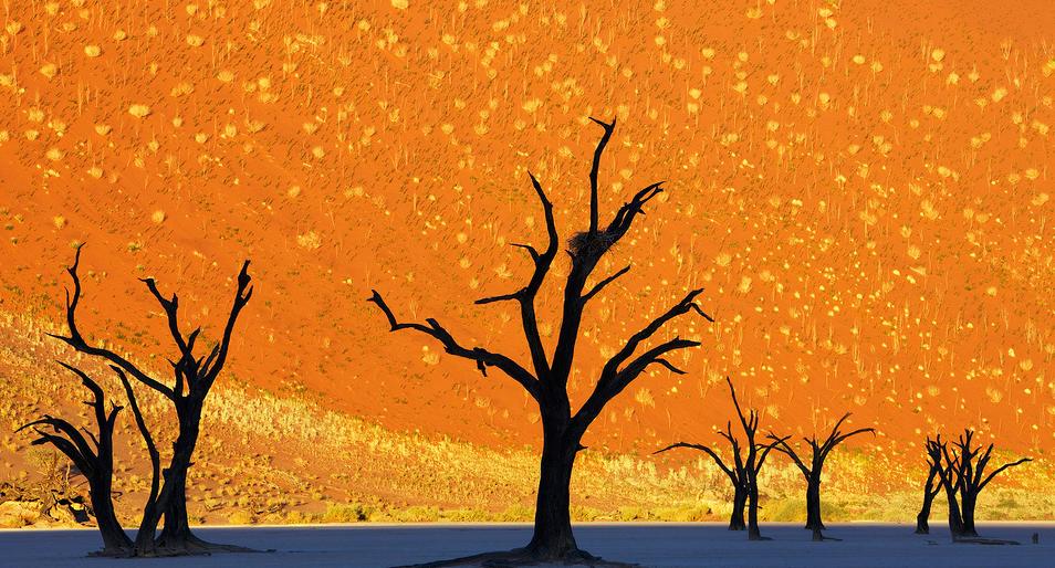 Dead Trees Park, Deadvlei, Namibia