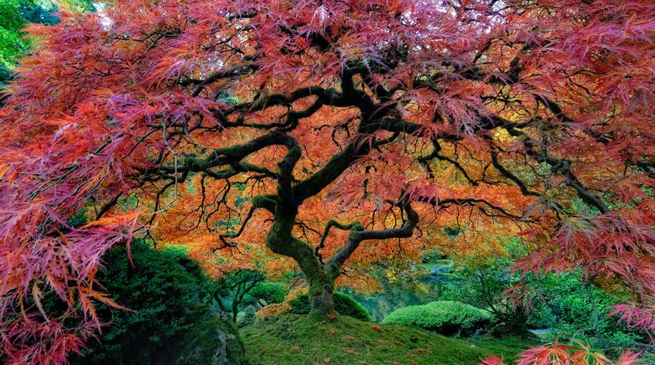 Most Beautiful Trees Photography