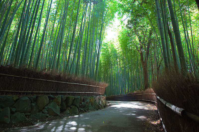 Sagano Bamboo Forest at Arashiyama, Kyoto, Japan