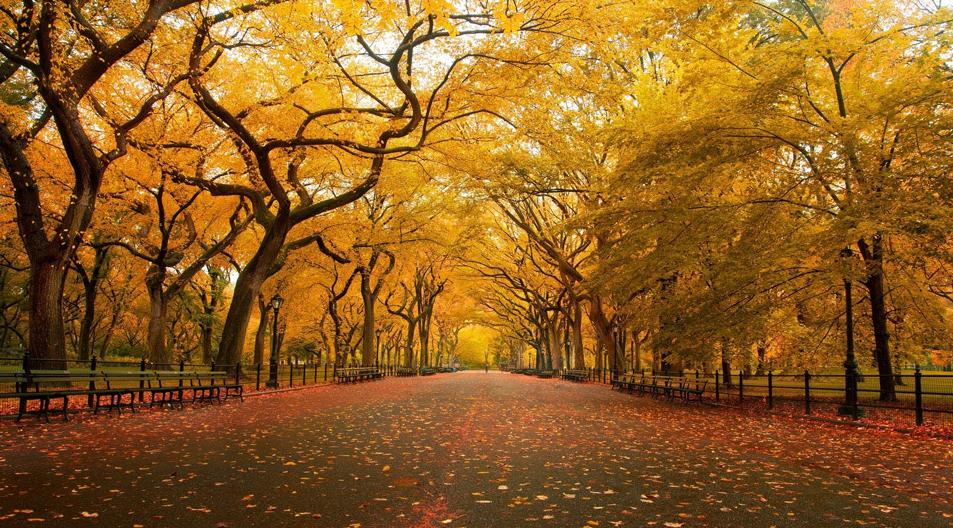 Yellow autumn in Central Park, New York