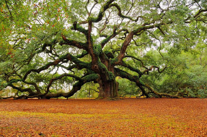 Amazing angel oak tree, Charleston