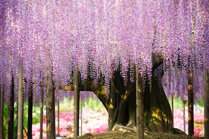 wisteria tree in the world