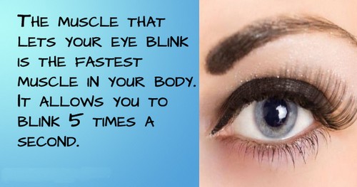 Facts about Human Eyes