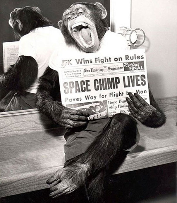 A space chimp posing to camera after a successful mission to space, 1961.