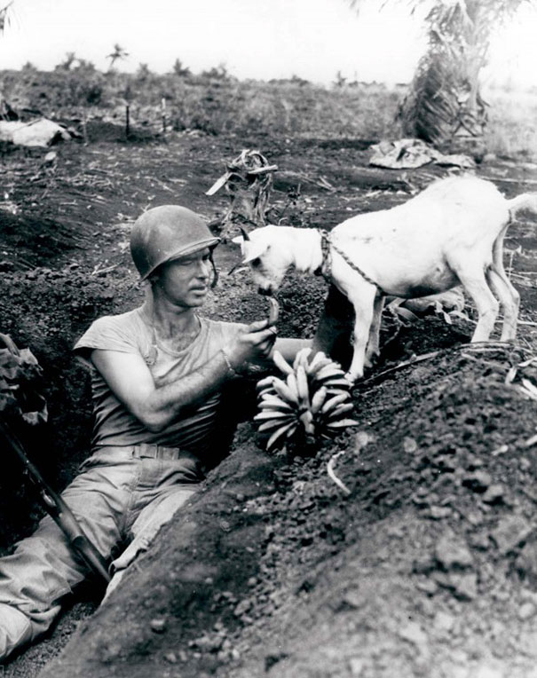 Soldier shares a banana with a goat during the battle of Saipan, ca. 1944.