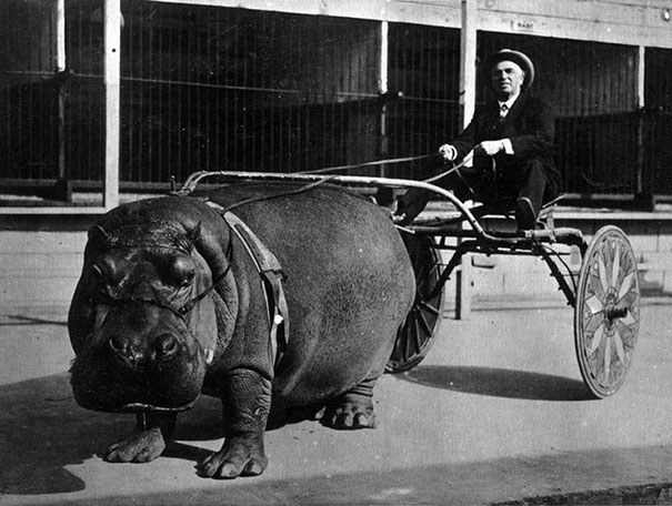 Incredible Odd Photos from Past