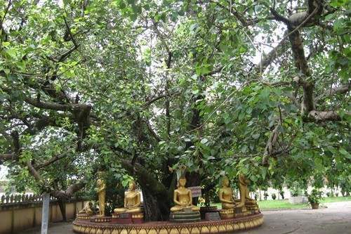 The Bodhi Popular Trees