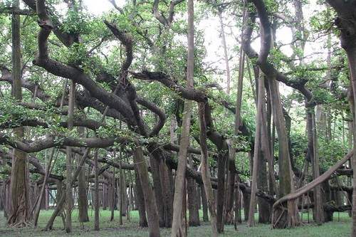 branches of the Banyan tree