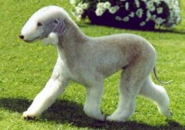 Top 10 Dog Breeds