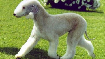 Top 10 Dog Breeds