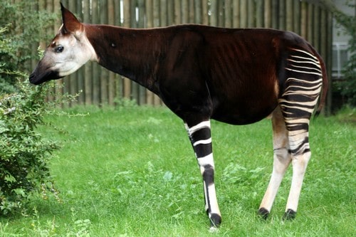 Okapi - Rare Specie