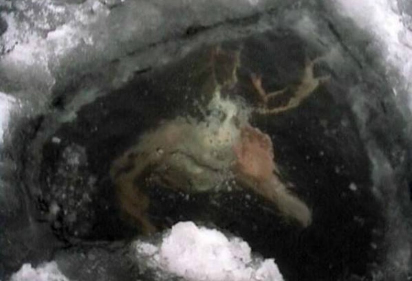The Creature Under the Ice - Disturbing Online Photos