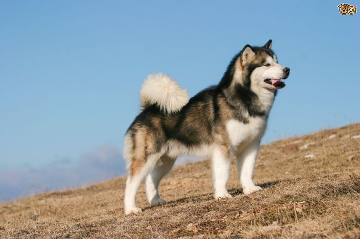 Alaskan Malamute