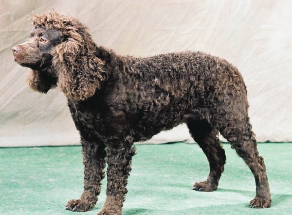 Alpine Spaniel