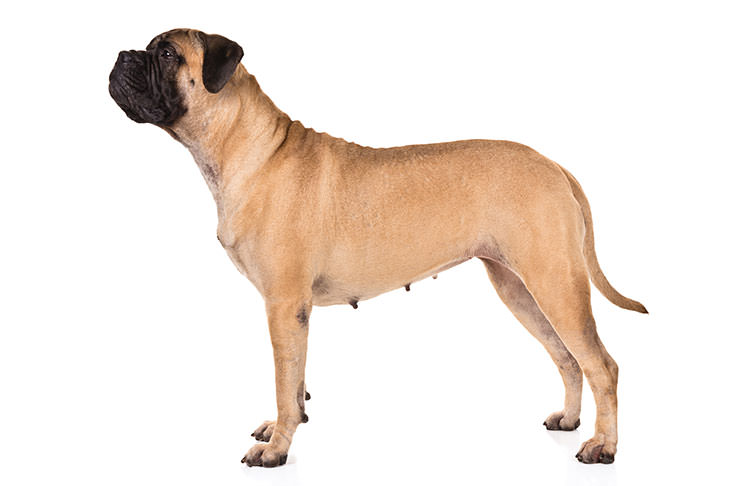 Bullmastiff most dangerous dog breeds