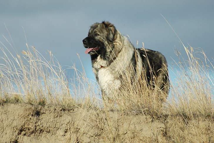 Caucasian Shepherd Dog