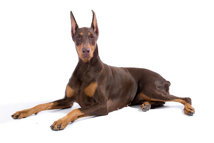 most dangerous dog breeds 