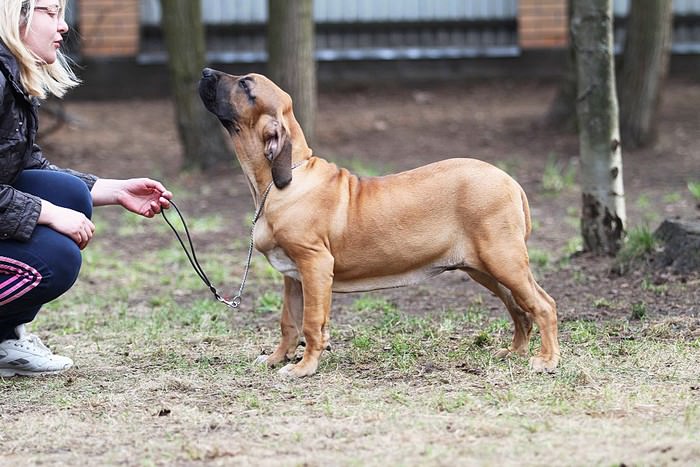 FILA BRASILEIRO PUPPY