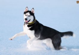 Husky most dangerous dog breeds