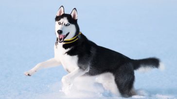 Husky most dangerous dog breeds