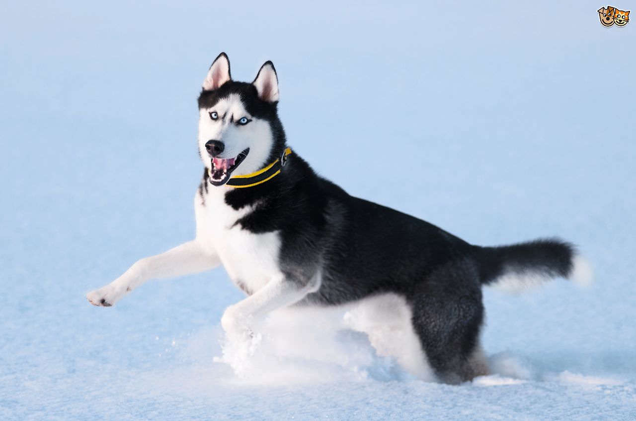 Husky most dangerous dog breeds