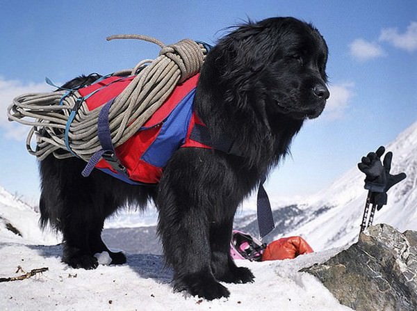 Moscow Water Dog