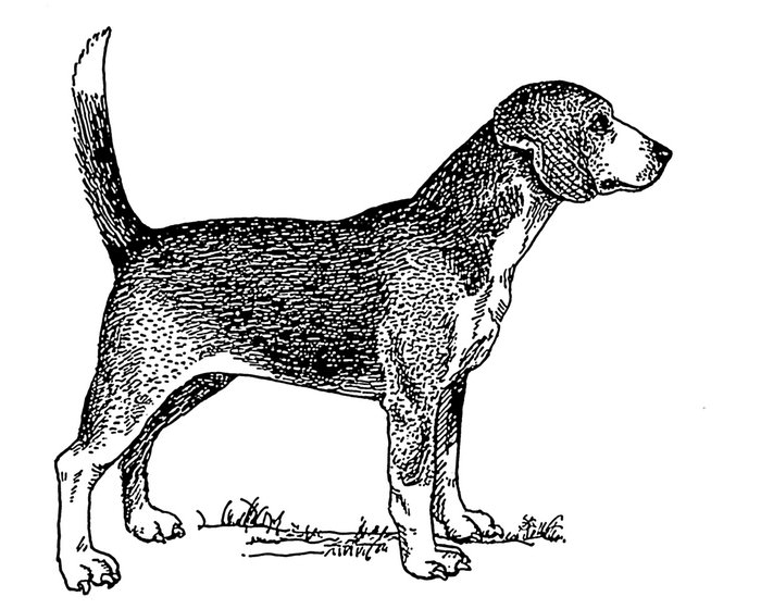 North Country Beagle