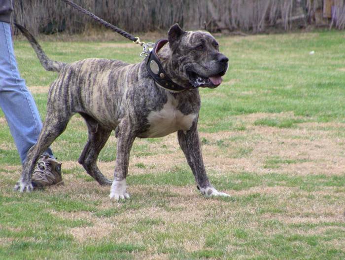 Perro de Presa Canario