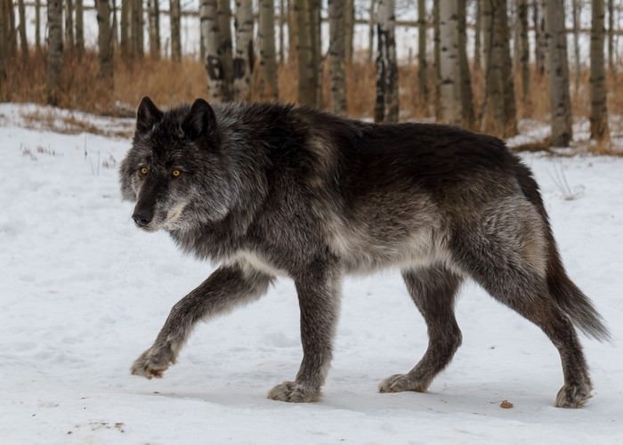wolfdog alpha