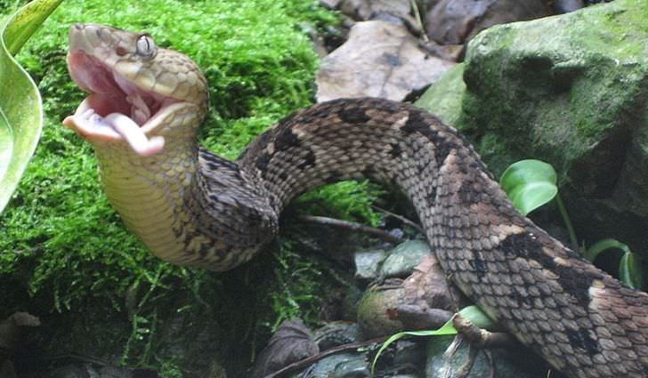 Snake Island, São Paulo