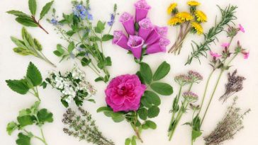 10 Healing Herbs and Plants from Your Garden