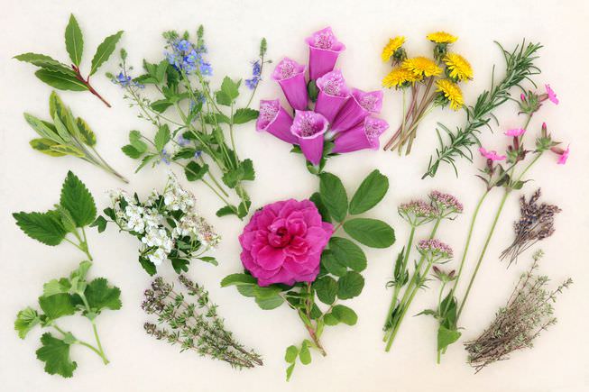 10 Healing Herbs and Plants from Your Garden